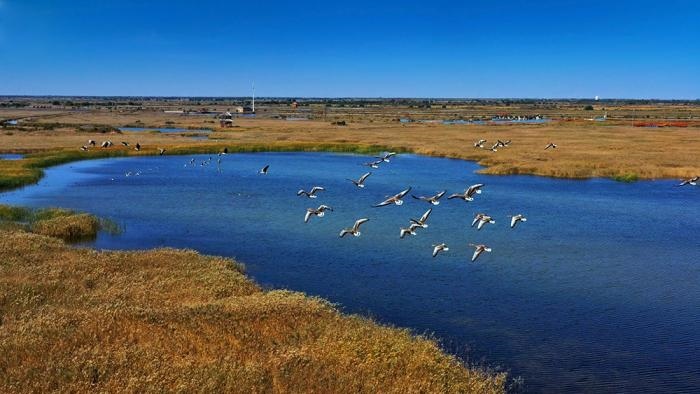△黃河三角洲擁有天然蘆葦270平方公里，是東北亞內(nèi)陸和環(huán)西太平洋鳥類遷徙重要的“中轉(zhuǎn)站”、越冬地和繁殖地。(總臺(tái)央視記者李煒、程鋮拍攝)