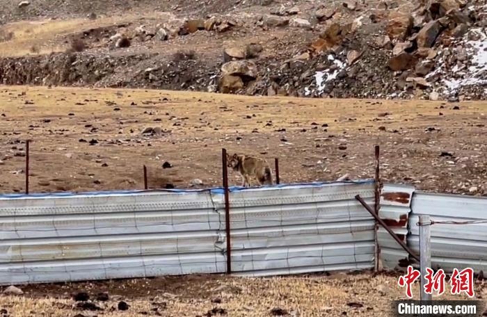 圖為闖入村民家中的野狼?！∨d海縣公安局溫泉派出所供圖