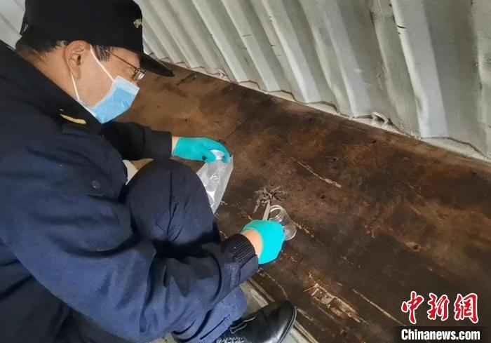 張家港海關(guān)工作人員截獲捕鳥蛛?！⊥踅〕?攝