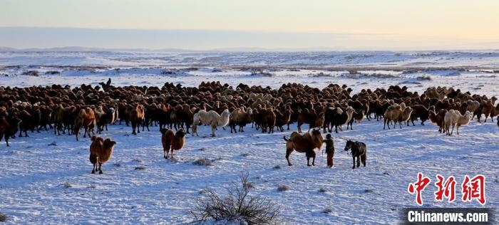 進(jìn)入冬季，駱駝在戈壁灘上散養(yǎng)?！」o琨 攝