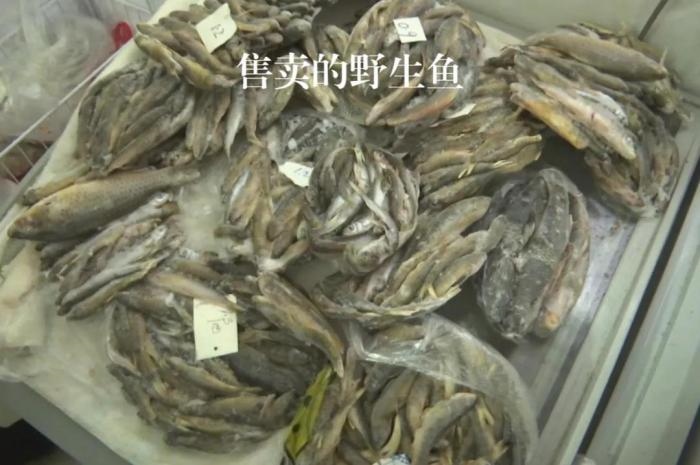 2021年12月6日，督察組現(xiàn)場隨機(jī)抽查發(fā)現(xiàn)，保護(hù)區(qū)附近餐館仍然存在非法經(jīng)營野生河魚的問題