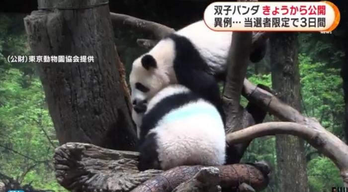12日，日本東京上野動物園的旅日雙胞胎熊貓開始同游客見面。(圖片來源：日本富士電視臺視頻截圖)