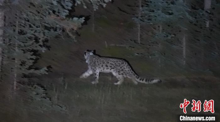 圖為被放歸自然的雪豹(資料圖)。　內(nèi)蒙古林草局供圖。