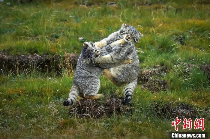 圖為作品《難分伯仲》?！〗股?攝