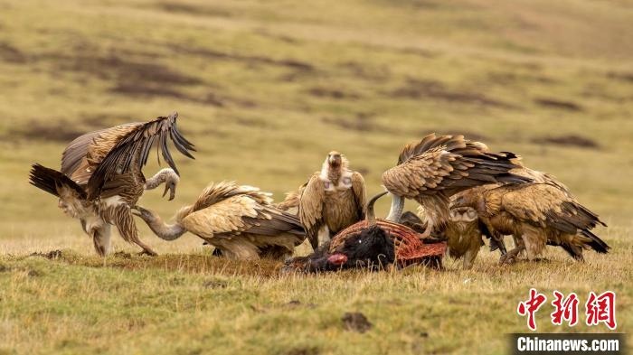 圖為作品《聚會(huì)》?！℃夭疾夭爬?攝