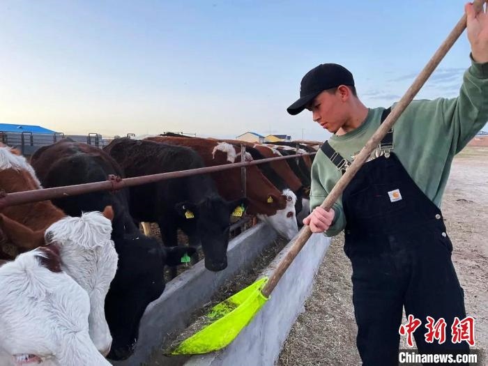 圖為敖木希勒在喂牛?！“侥鞠＠展﹫D