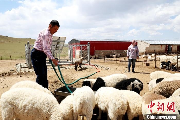 圖為圖門達來在喂羊?！埵鹧?攝