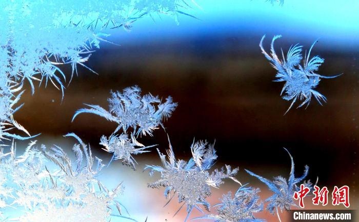 玉樹瓊枝盈滿窗?！O書程 攝