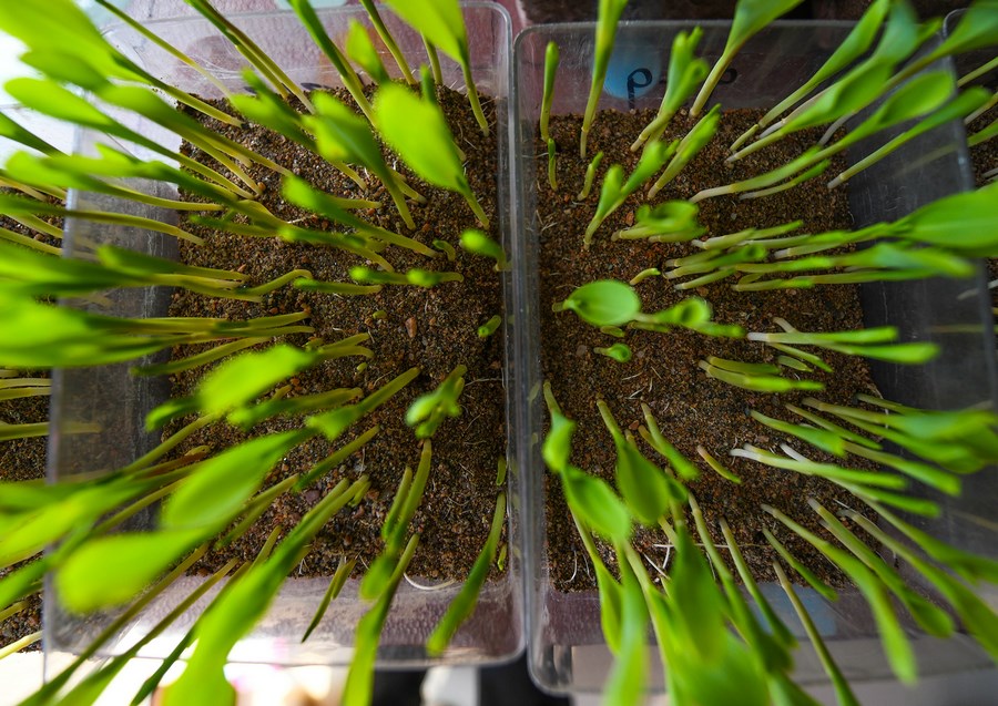 土默川沃野備耕忙