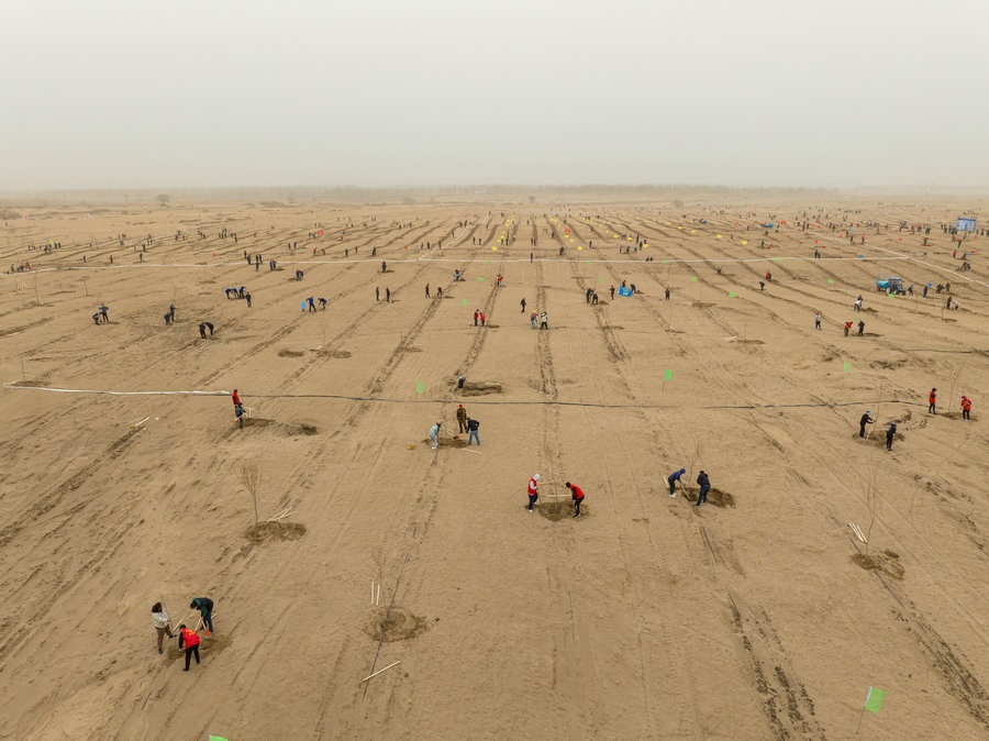 在高力板鎮(zhèn)花道卜和沙木嘎嘎查治理區(qū)，廣大干部群眾手植新綠，播種希望 （攝影：包寶音德力格爾）.JPG