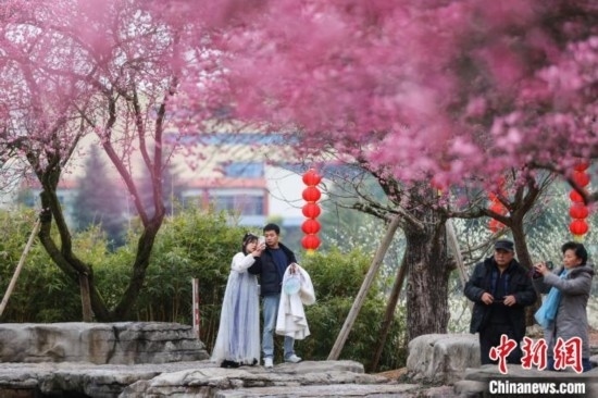 2月23日，市民在乾藝梅園景區(qū)觀賞綻放的梅花。瞿宏倫 攝