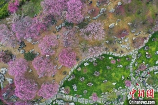 2月23日，航拍乾藝梅園景區(qū)綻放的梅花。瞿宏倫 攝