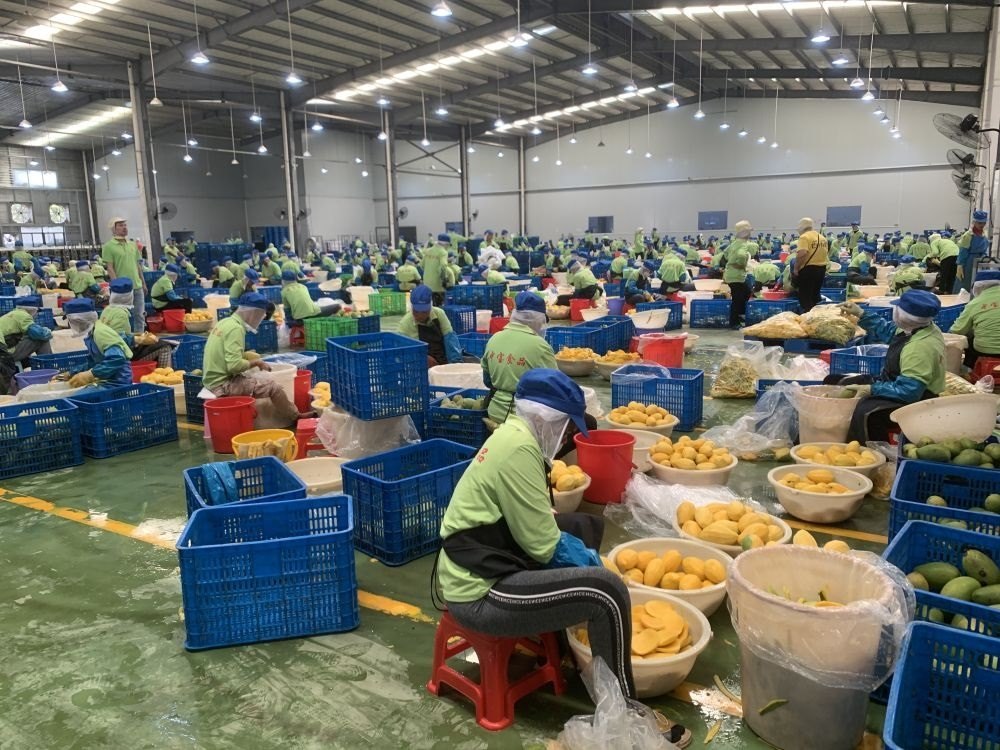 3月7日，工人在柬埔寨磅士卑省的中寶（柬埔寨）食品科技有限公司處理芒果。新華社發(fā)（萬坡 攝）