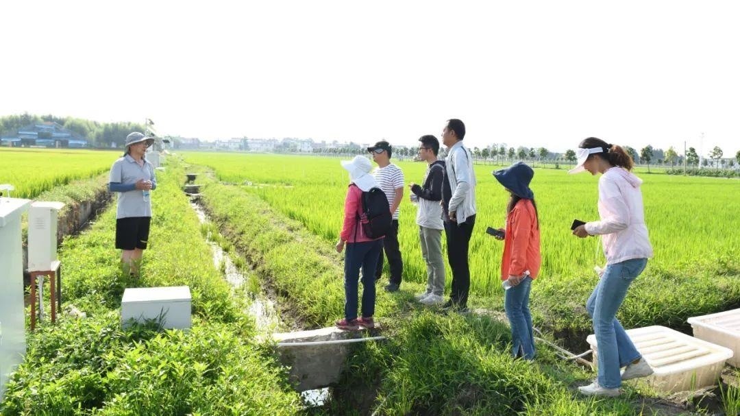 △云南大理古生村科技小院成員在田間調(diào)查。