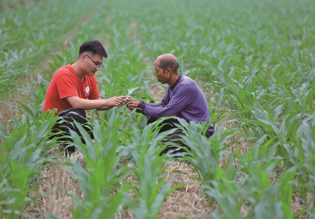 △科技小院的學(xué)生在給村民講解玉米種植知識(shí)。