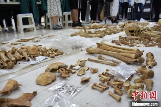 圖為已清理完畢的骨骼標(biāo)本。王宇 攝