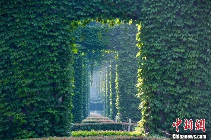 成都二環(huán)高架橋墩被植被爬滿，形成“綠野仙蹤”景觀?！埨?攝