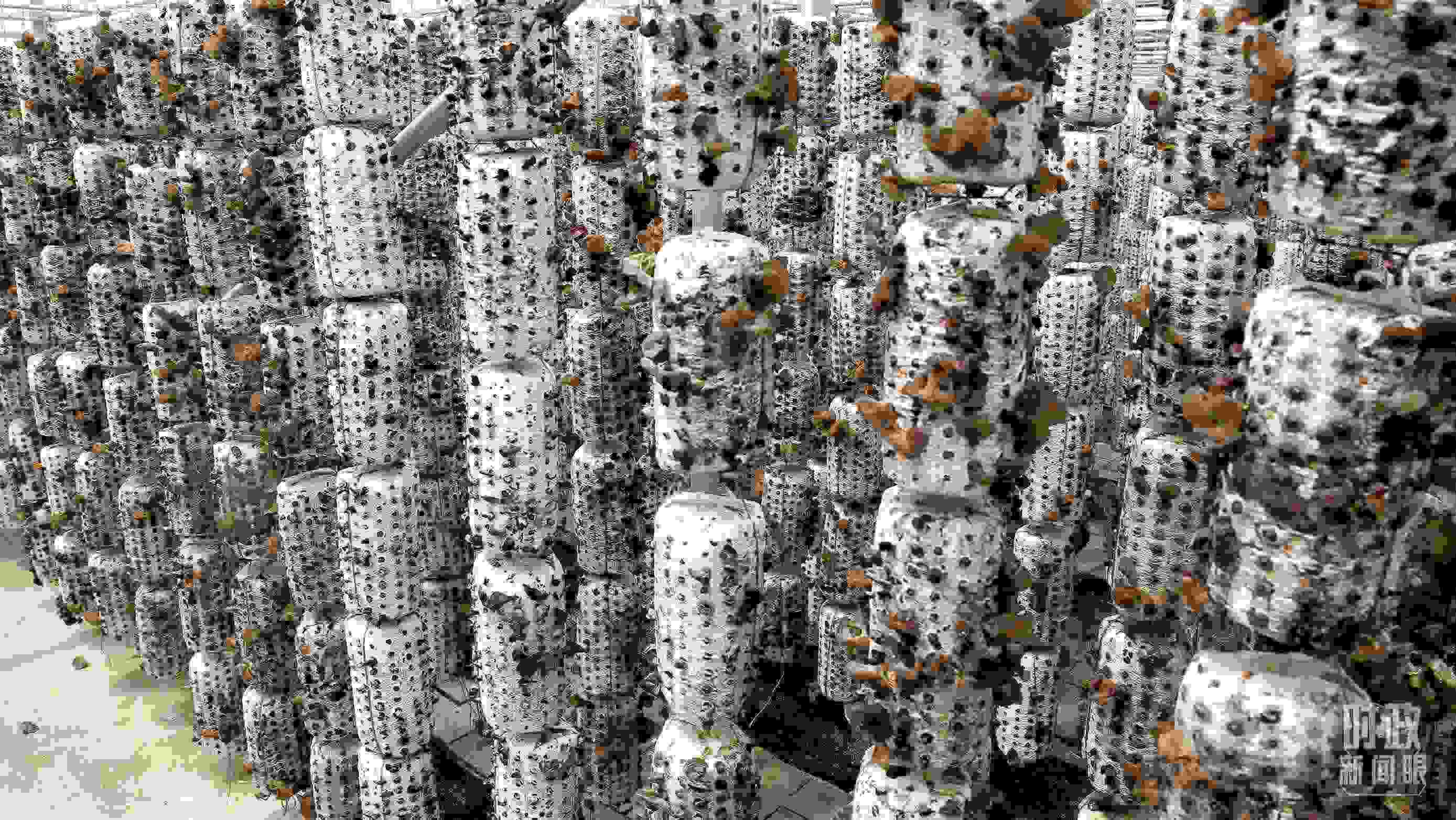 △金米村的小木耳、大產(chǎn)業(yè)。（圖／視覺中國）