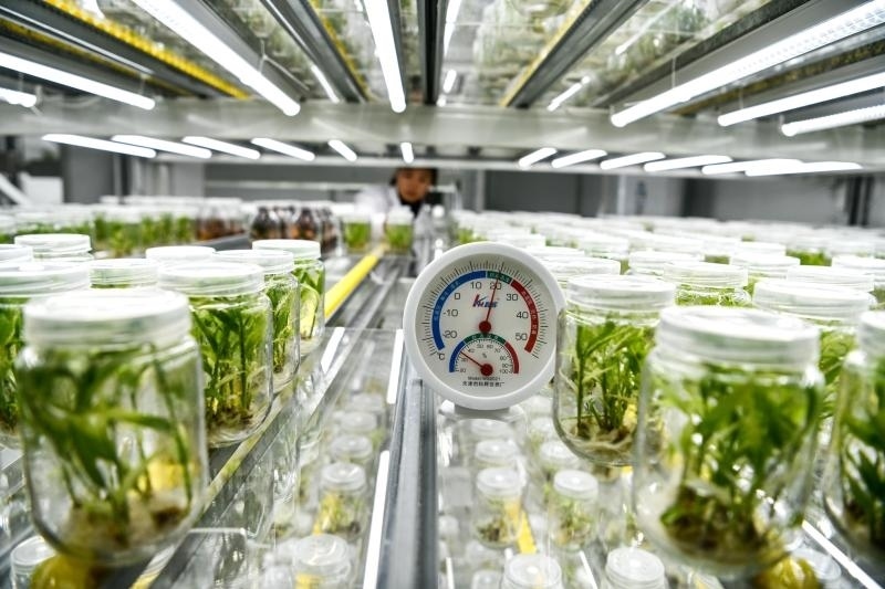 工作人員在貴陽市開陽縣南江蔬菜良種繁育中心的組培中心查看姜苗生長情況（2023年5月23日攝）。新華社記者 楊文斌 攝