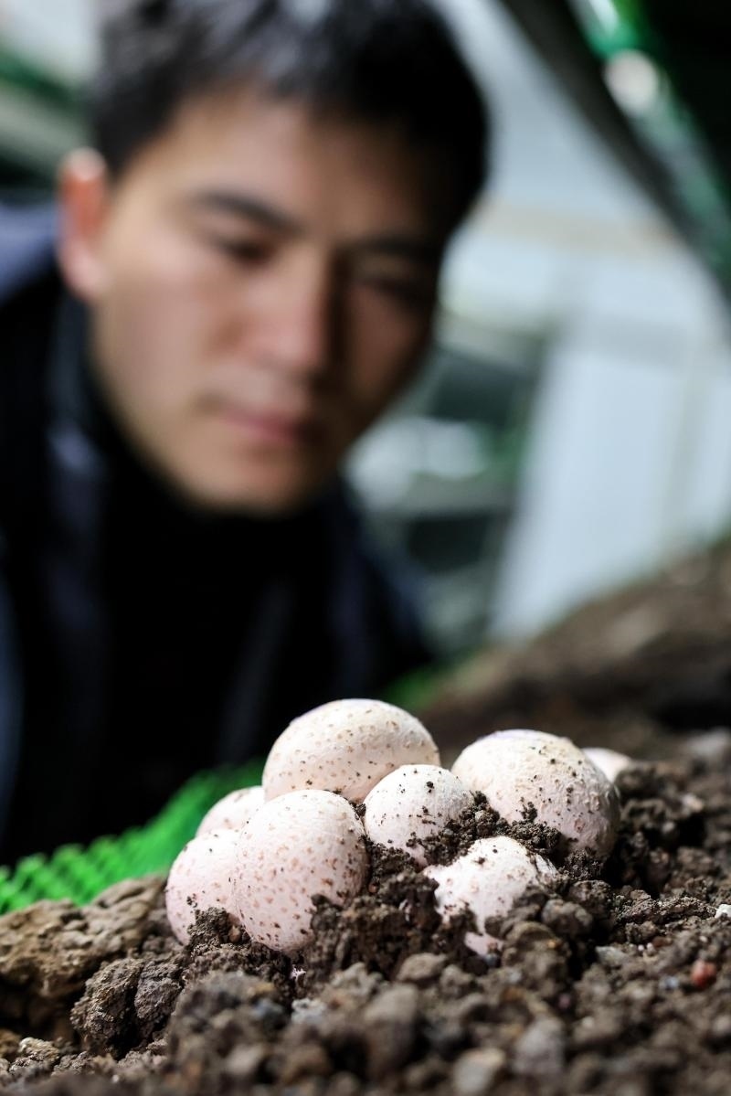 工作人員在貴陽市白云區(qū)食用菌產業(yè)示范園智能菇房內查看菌菇生長情況（2022年2月14日攝）。新華社記者 歐東衢 攝