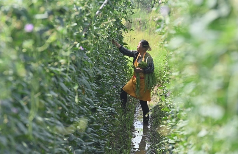 2023年6月15日，在廣西柳州市鹿寨縣中渡鎮(zhèn)石墨村，村民在高標(biāo)準(zhǔn)農(nóng)田里采收豆角。