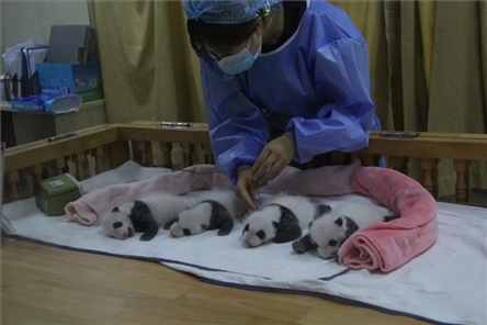 成都大熊貓繁育研究基地成立于1987年，先后攻克了大熊貓人工飼養(yǎng)與管理、繁殖與育幼、疾病防控與種群遺傳管理等關(guān)鍵技術(shù)難題，建成全球最大的大熊貓人工繁育遷地保護(hù)種群，數(shù)量達(dá)230余只。（圖片來源：成都大熊貓繁育研究基地網(wǎng)站）