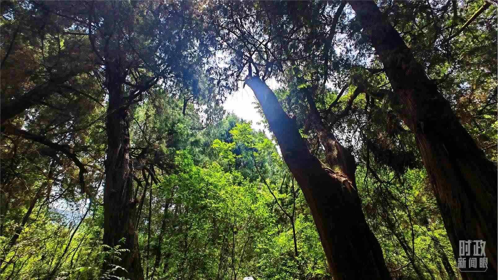 △翠云廊內(nèi)，古柏郁郁蔥蔥。（總臺央視記者程鋮拍攝）