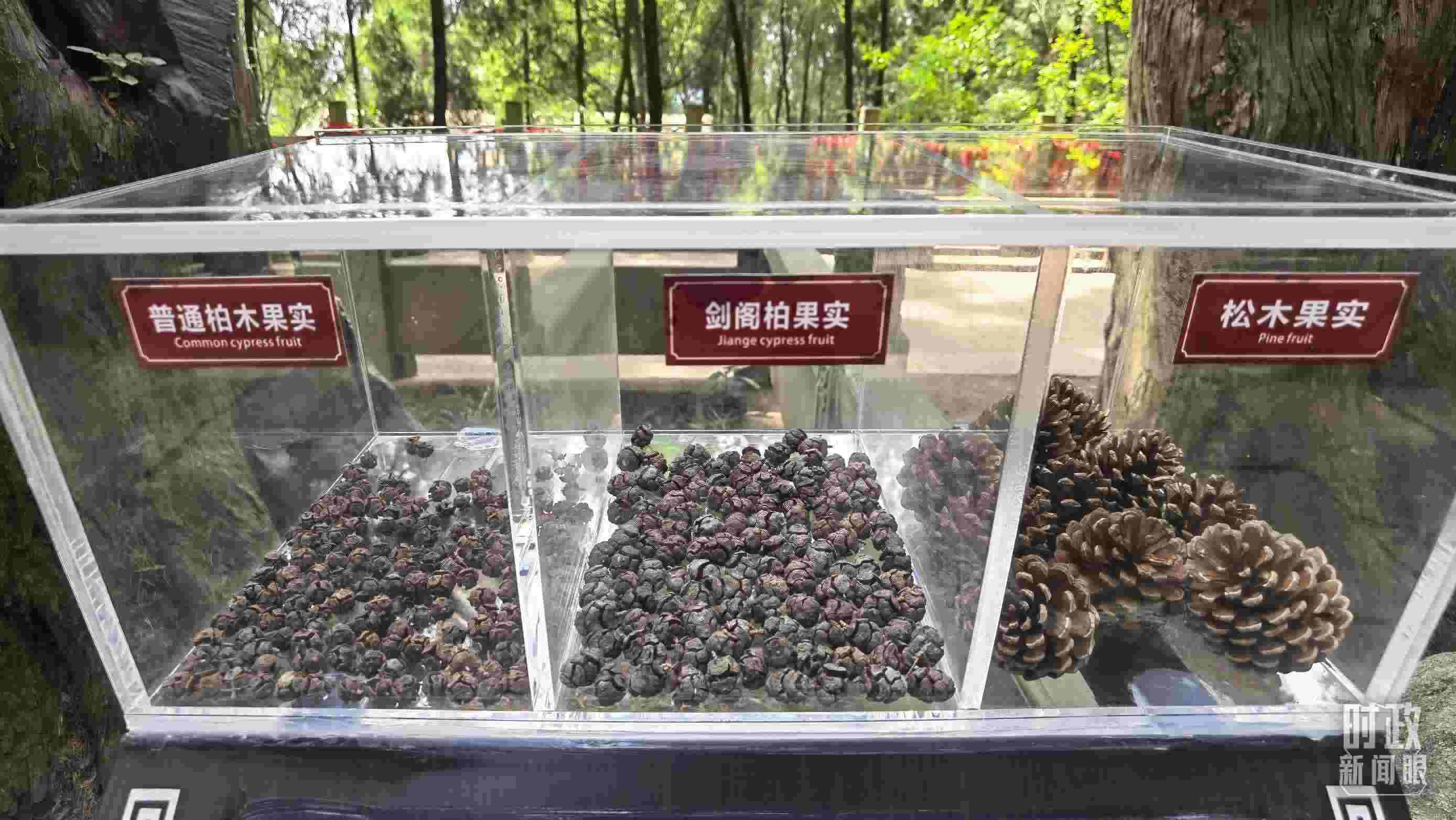 △翠云廊古蜀道，現(xiàn)場陳列的柏木和松木果實。（總臺央視記者石丞拍攝）