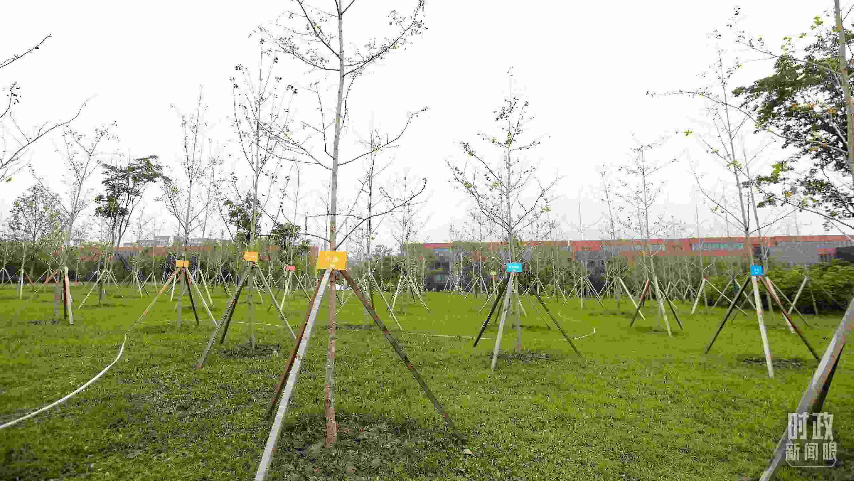 成都大運(yùn)村內(nèi)專門(mén)種植了友誼林，各國(guó)代表團(tuán)都可認(rèn)領(lǐng)。