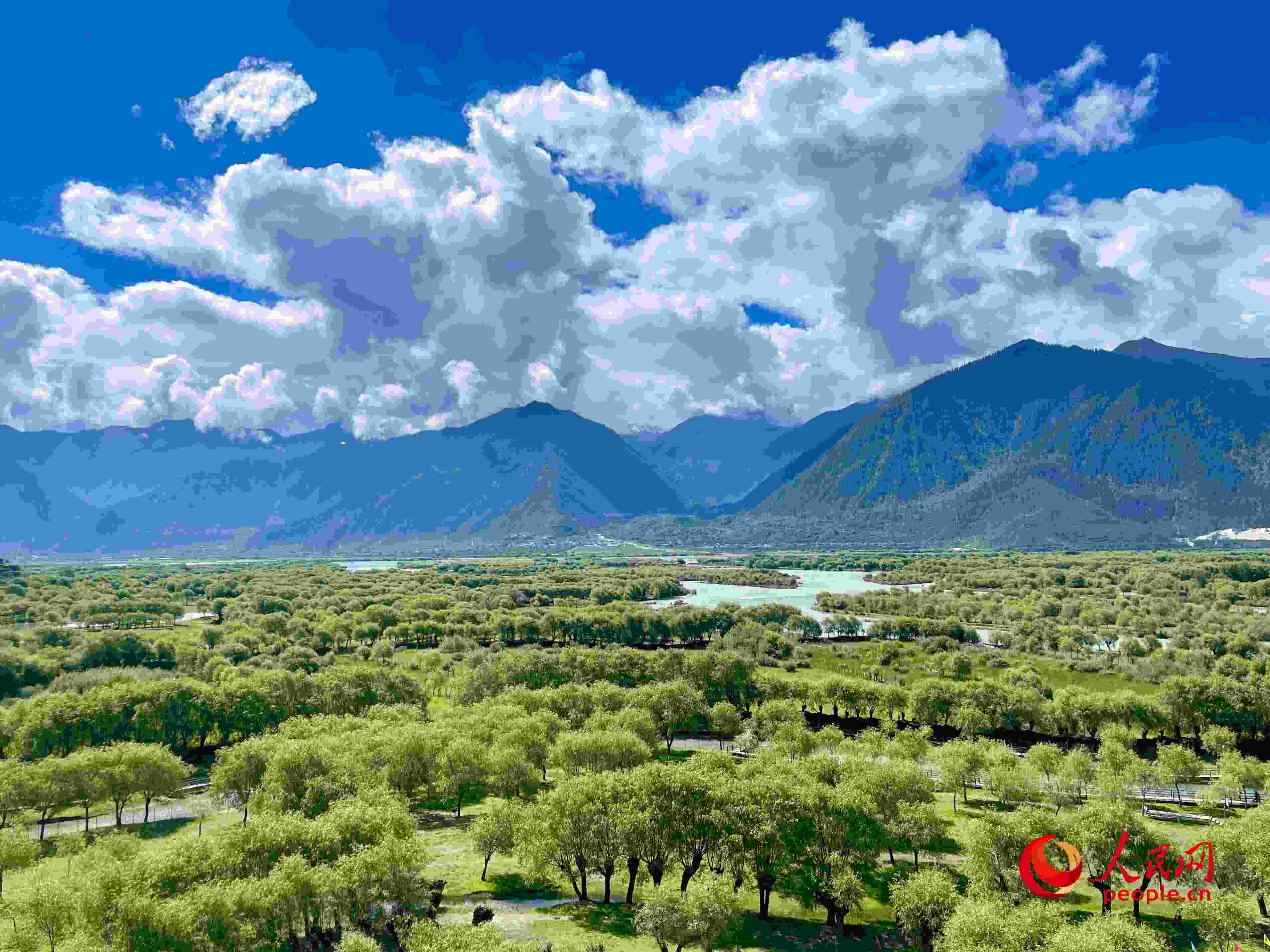 夏日的雅尼國家濕地公園生機盎然，如詩如畫。人民網 周靜圓攝