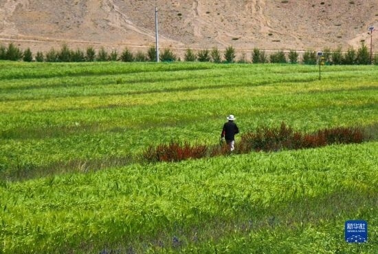 8月12日，西藏阿里地區(qū)普蘭縣赤德村村民在一片青稞田里行走。