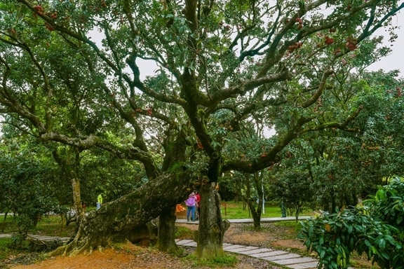 高州市根子鎮(zhèn)柏橋村古荔枝種植園。丘立賀攝