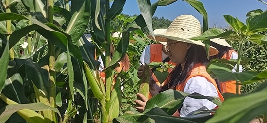 北京工商大學(xué)組織學(xué)生開展暑期社會實踐。學(xué)校供圖