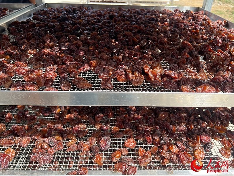 晾曬西梅。人民網(wǎng)記者 常雪梅攝