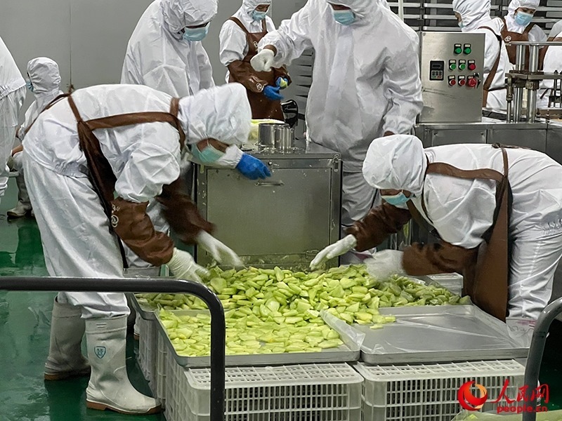 切片哈密瓜將被做成凍干食品。人民網(wǎng)記者 常雪梅攝