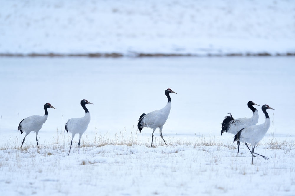 2021年10月21日在三江源國家公園黃河源園區(qū)內(nèi)拍攝的黑頸鶴。新華社記者 張龍 攝