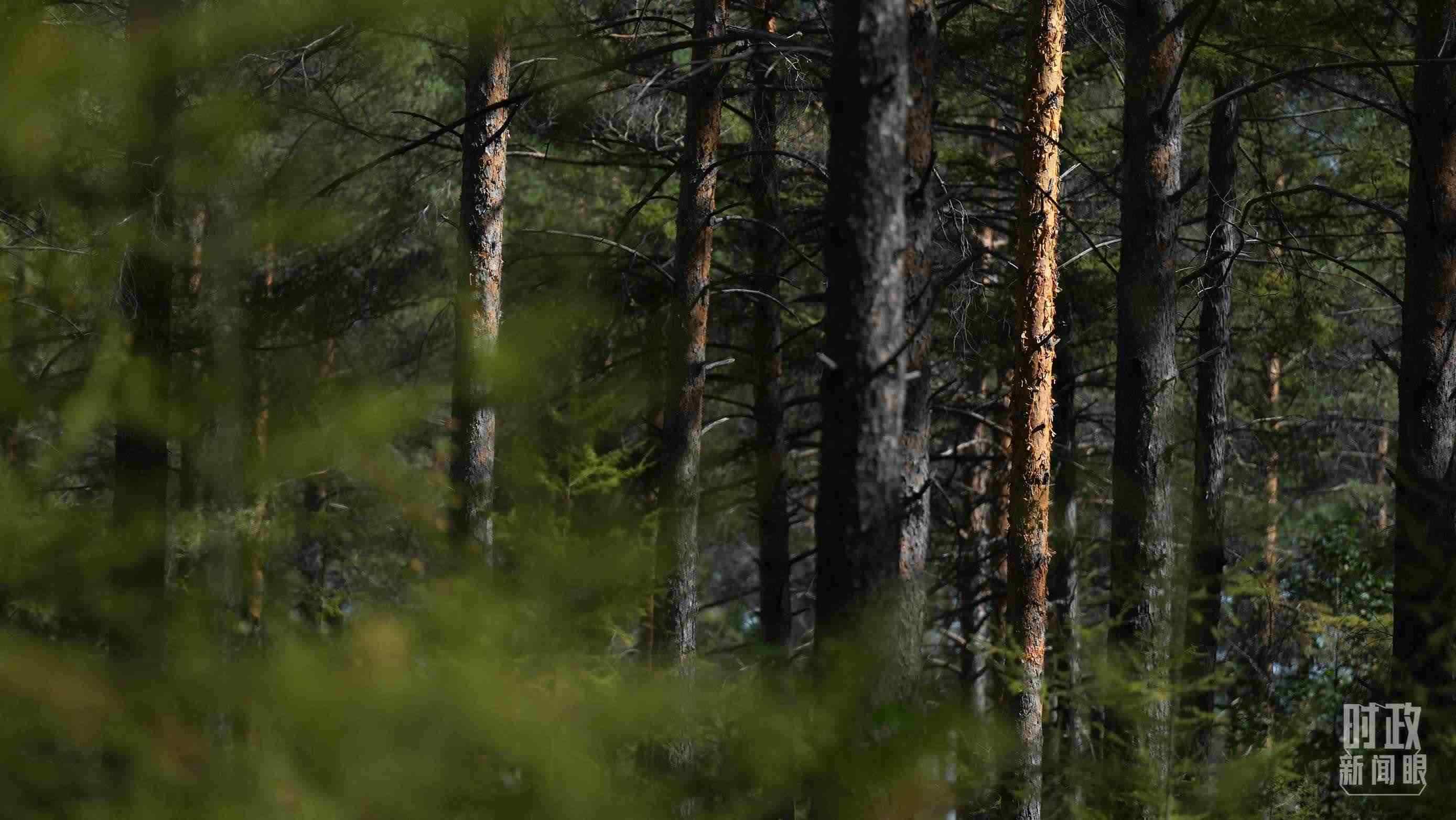 △漠河林場(chǎng)有天然林3.54萬公頃、蓄積量325.3萬立方米。（總臺(tái)國(guó)廣記者李晉拍攝）