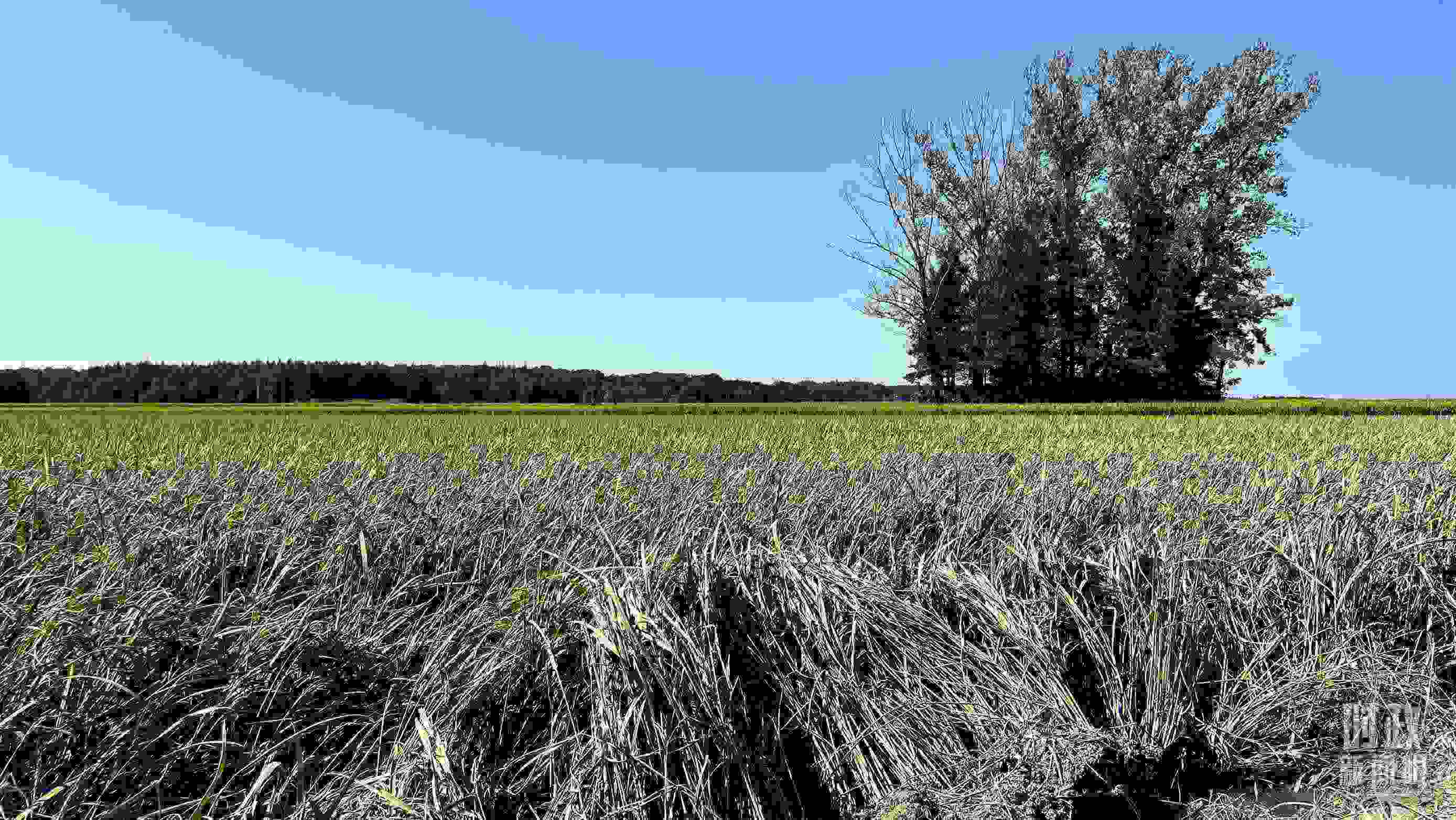 △龍王廟村遭受洪澇災(zāi)害的農(nóng)田。（總臺(tái)央視記者邢彬拍攝）