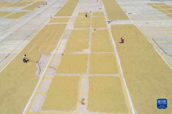 9月16日，村民在貴州省黔東南苗族侗族自治州丹寨縣金泉街道晾曬稻谷（無人機(jī)照片）。