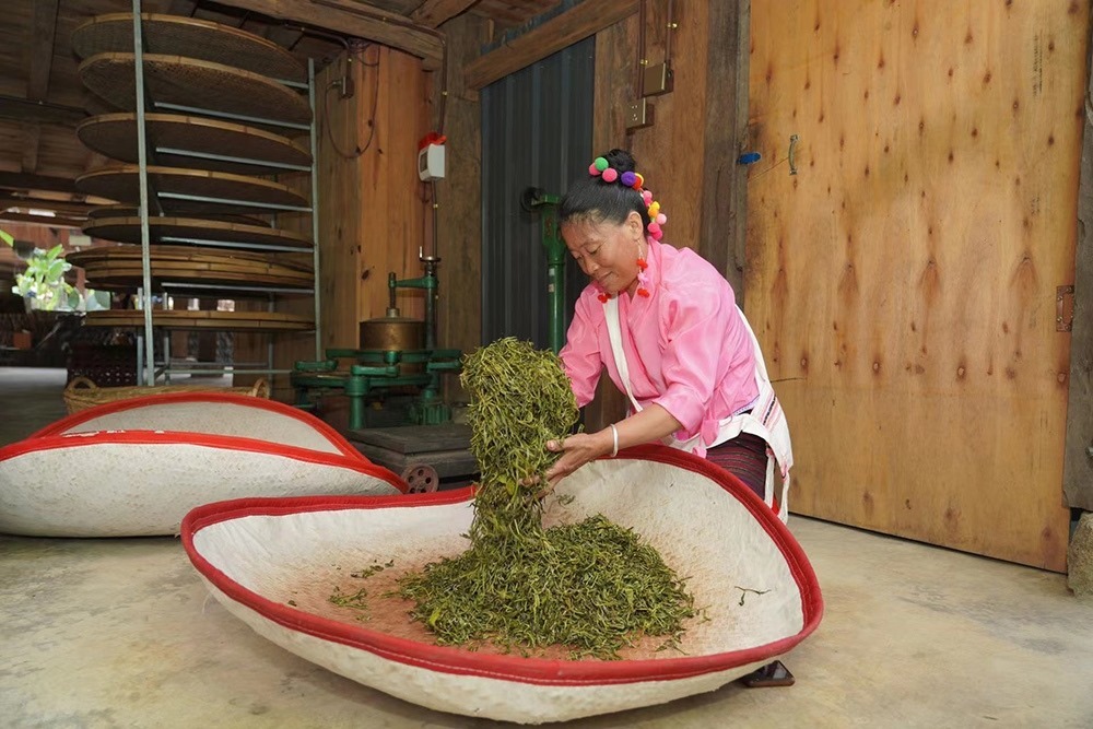 當?shù)卮迕裾谌嗄聿枞~。普洱景邁山古茶林保護管理局供圖