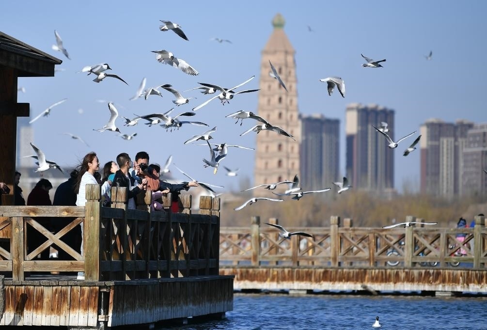市民在寧夏銀川市海寶公園觀賞候鳥（2023年3月12日攝）。新華社記者王鵬 攝