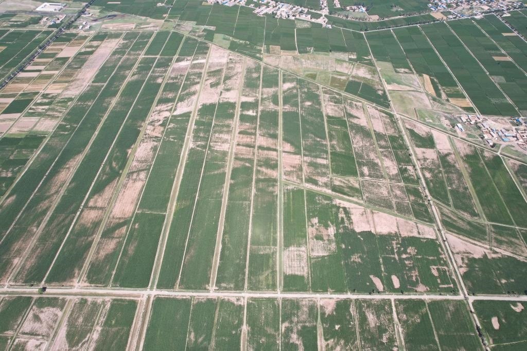 平羅縣一處鹽堿地典型區(qū)域，白色裸露部分為農作物難以生長的重度鹽堿地（2023年7月攝）。（平羅縣農業(yè)農村局供圖）