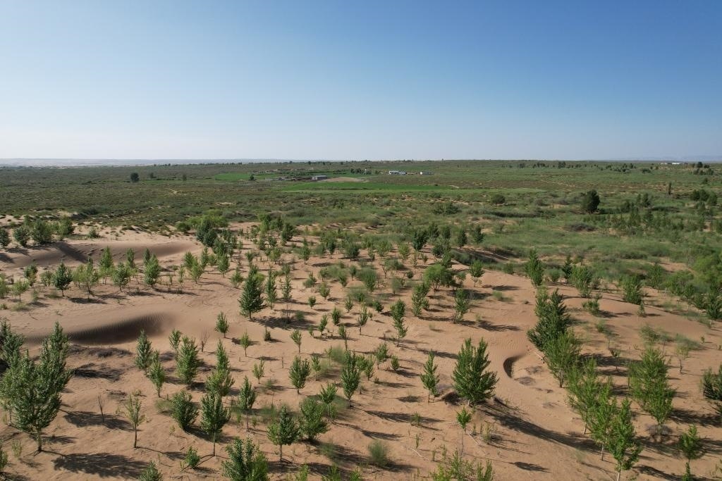 在庫布其沙漠腹地，牧民已讓10萬畝沙地變綠洲（無人機照片，2023年6月25日攝）。新華社記者李云平 攝