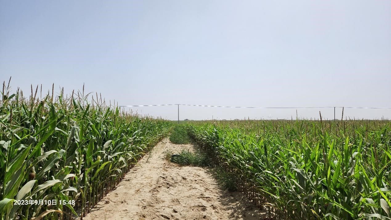 玉米改良40天后對比（左邊為改良組，右邊為對照組）。胡樹文團(tuán)隊供圖