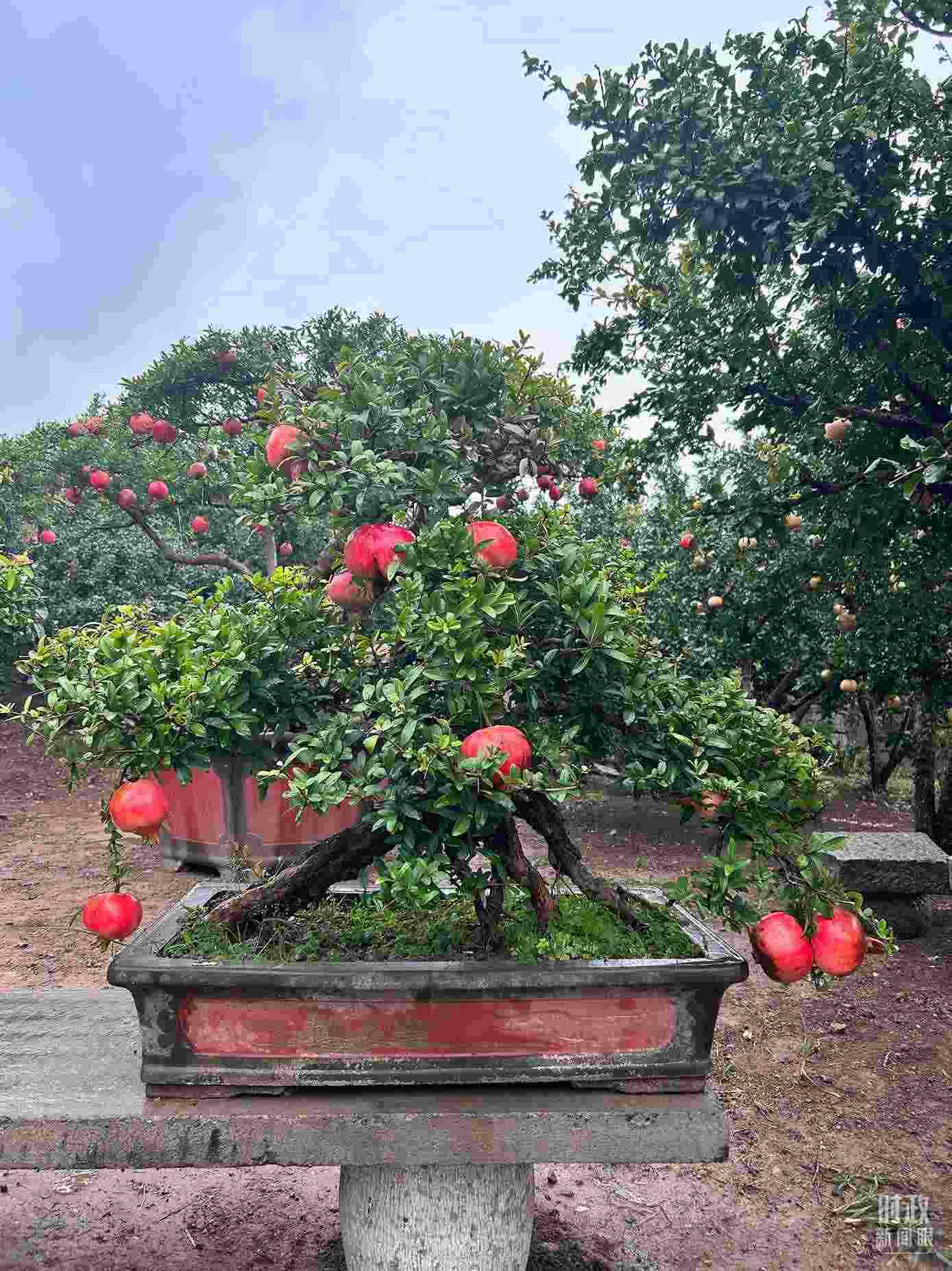 △冠世榴園內(nèi)的石榴盆栽。（總臺央視記者黎兵拍攝）