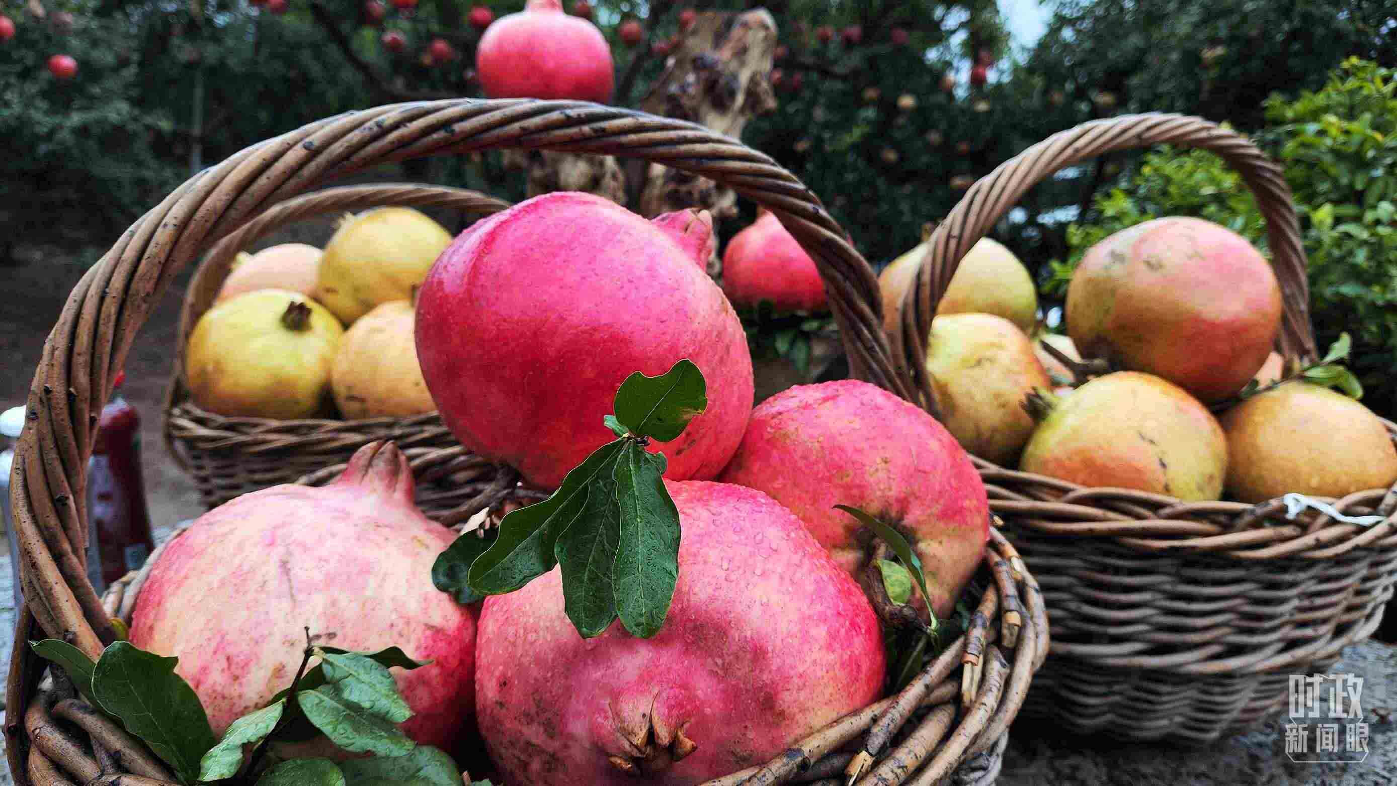 △種植園內(nèi)新鮮采摘的石榴。（總臺央視記者鐘信偉拍攝）