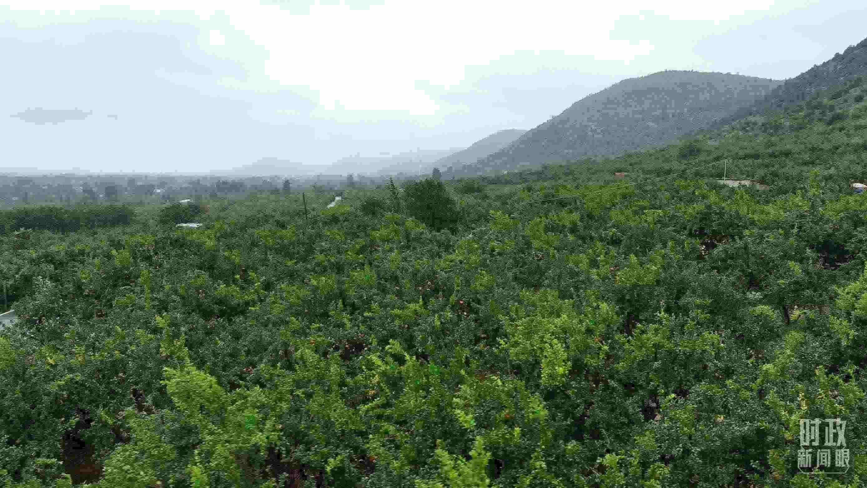 △山東棗莊冠世榴園。（總臺記者韓森、張鵬拍攝）
