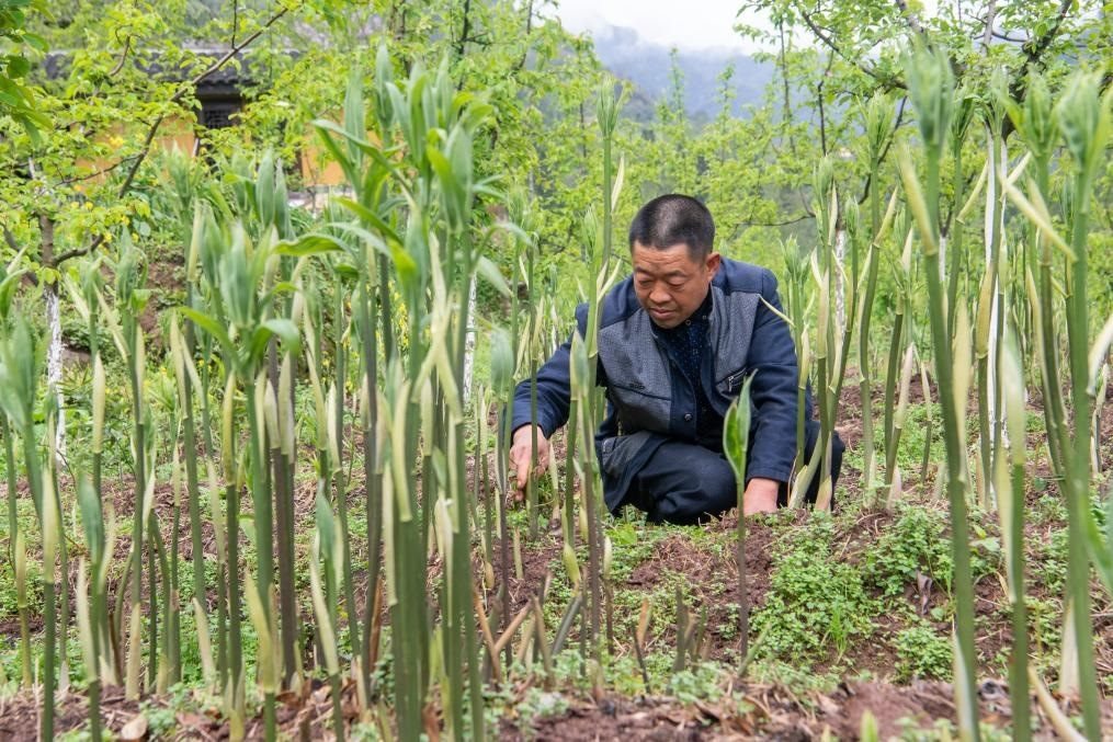 4月14日，村民陳朋在地里管護種植的黃精。新華社記者 唐奕 攝