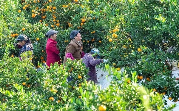 農(nóng)戶在果園中采摘果實。湖南省石門縣融媒體中心 唐亞翔攝