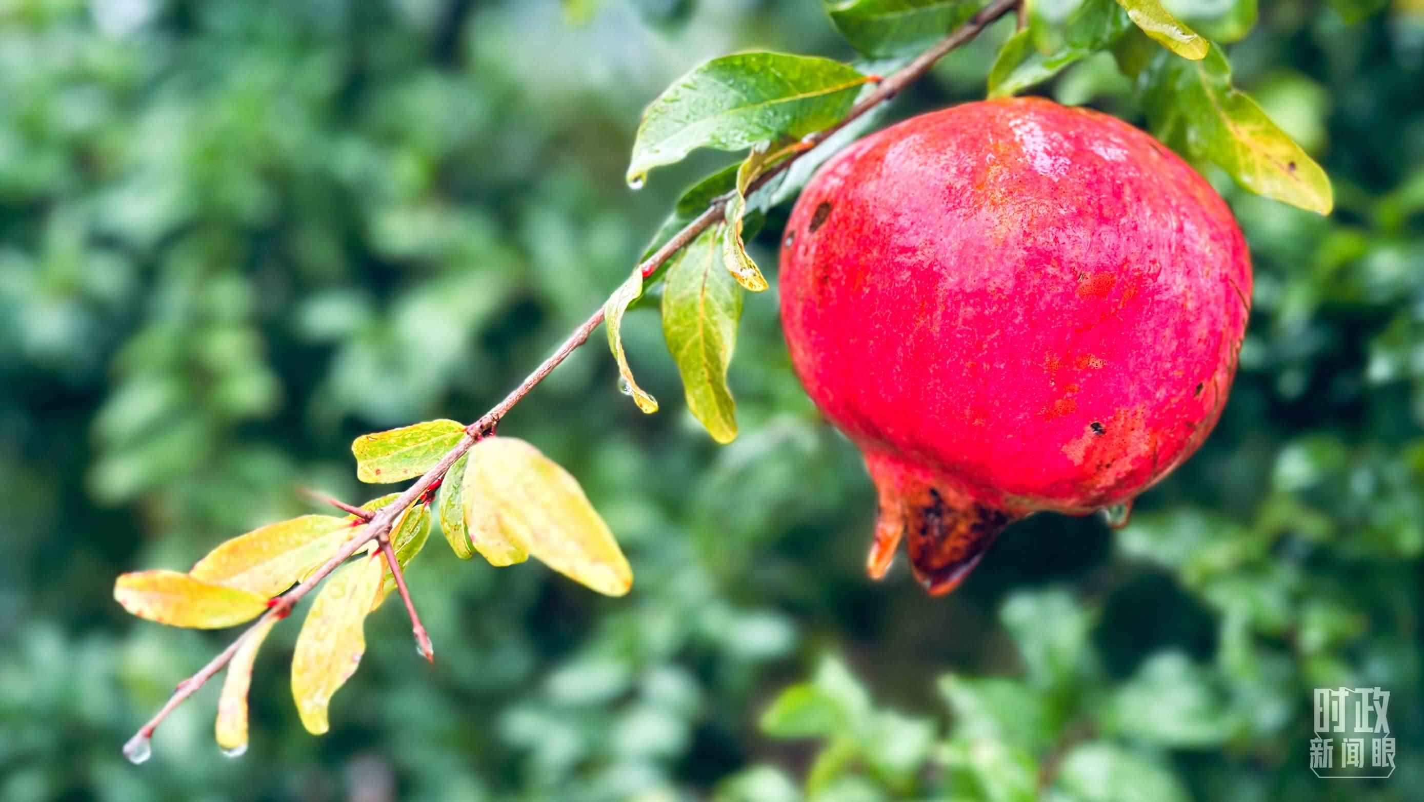 △山東省棗莊市冠世榴園，石榴紅了。（總臺央視記者范一鳴拍攝）
